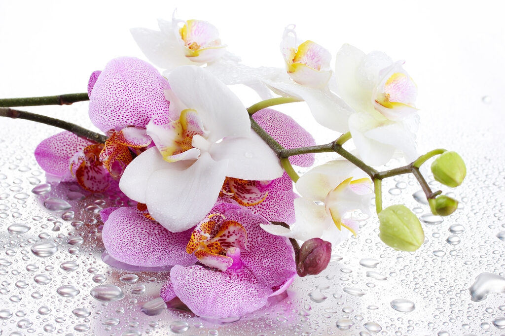 Orchideen mit Tautropfen — ganzes Design