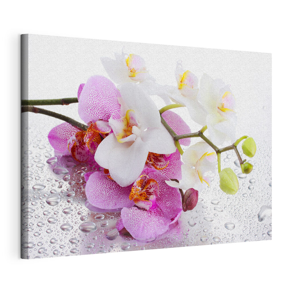 Orchideen mit Tautropfen — Produktansicht
