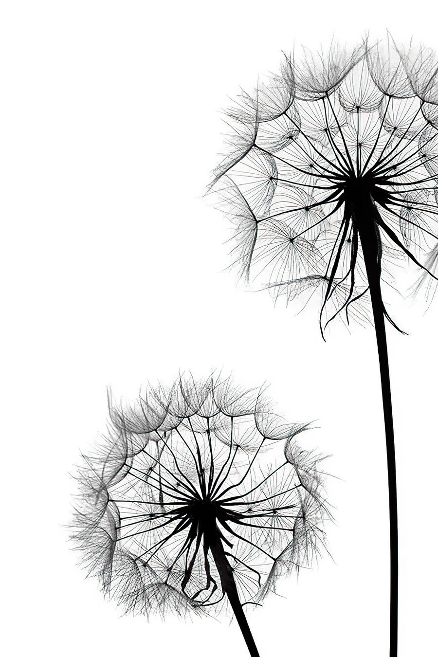 Pusteblumen vor Weiß — ganzes Design