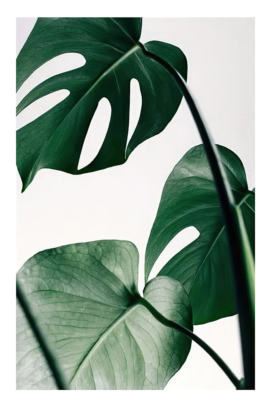 Monstera auf hellem Grund — ganzes Design