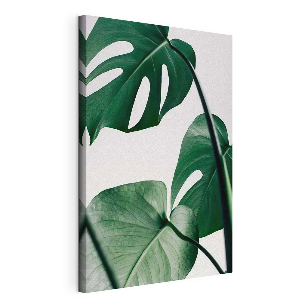 Monstera auf hellem Grund, gespannte Leinwand mit umlaufender Kante