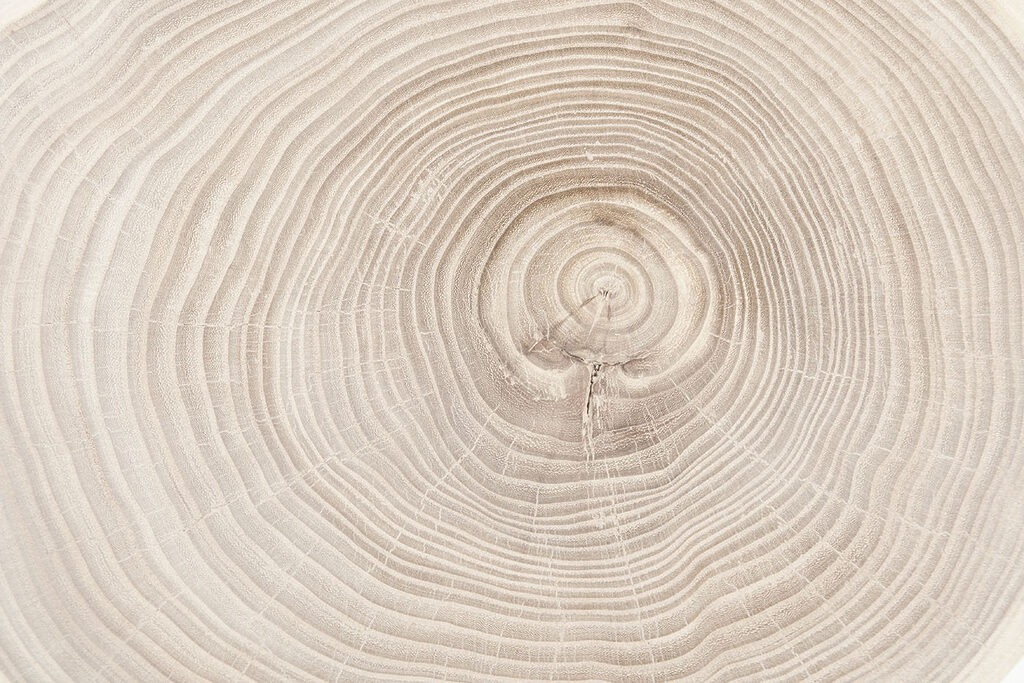 Jahresringe aus der Nähe — ganzes Design