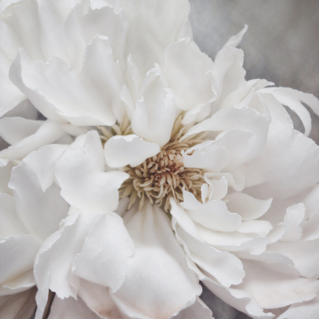 Vielblättrige Blüte — ganzes Design