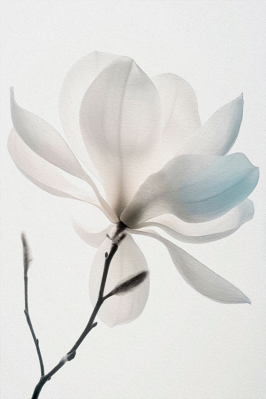 Blühende weiße Magnolie — ganzes Design