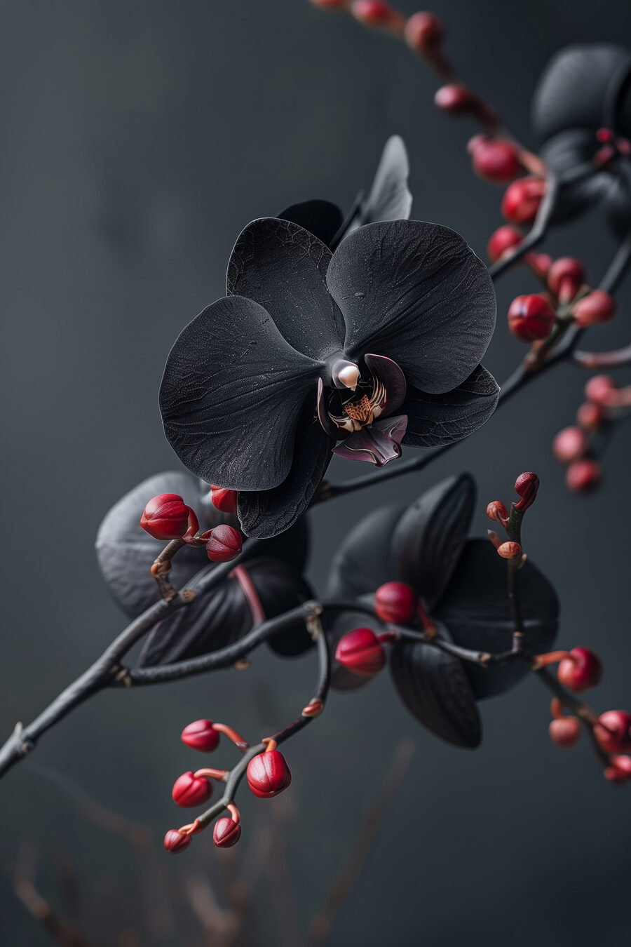 Schwarze Orchidee am Beerenzweig — ganzes Design
