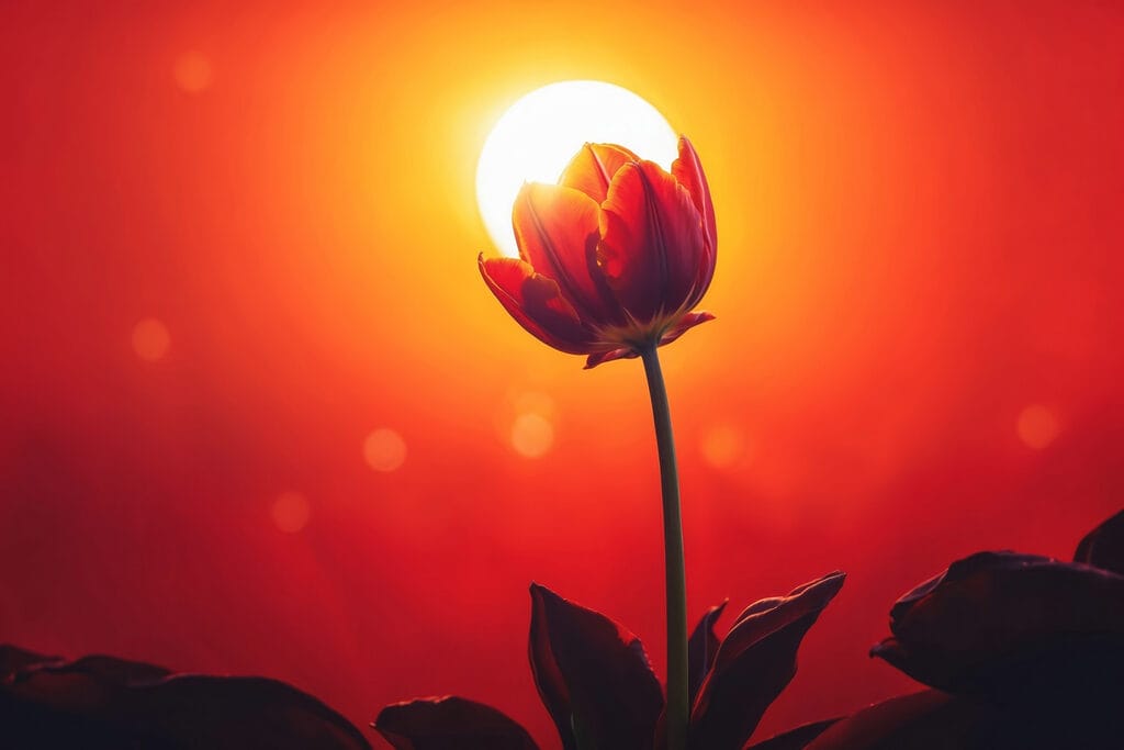 Rote Tulpe im Gegenlicht — ganzes Design