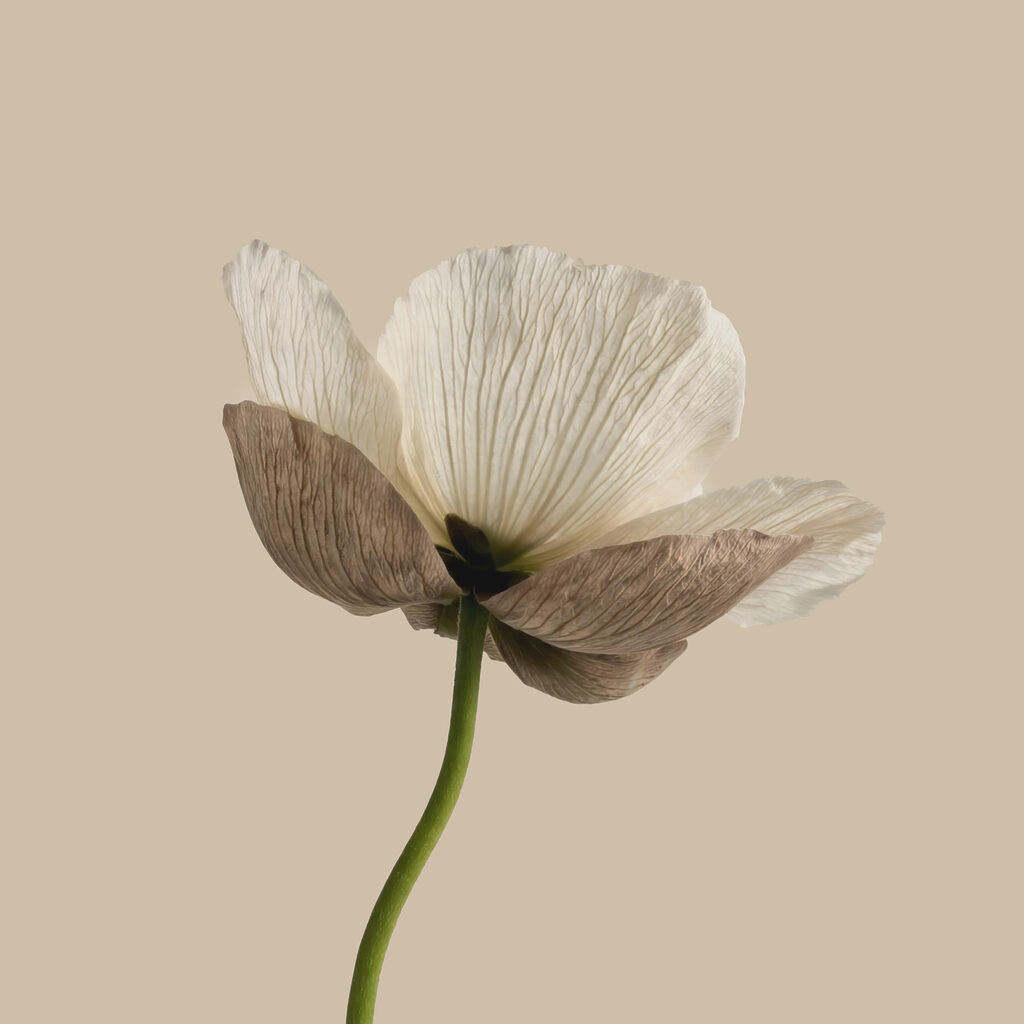 Blüte am grünen Stiel — ganzes Design
