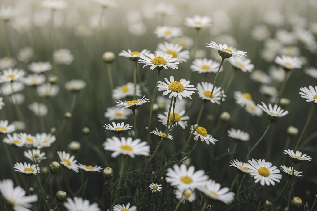 Blumen im Gras — ganzes Design