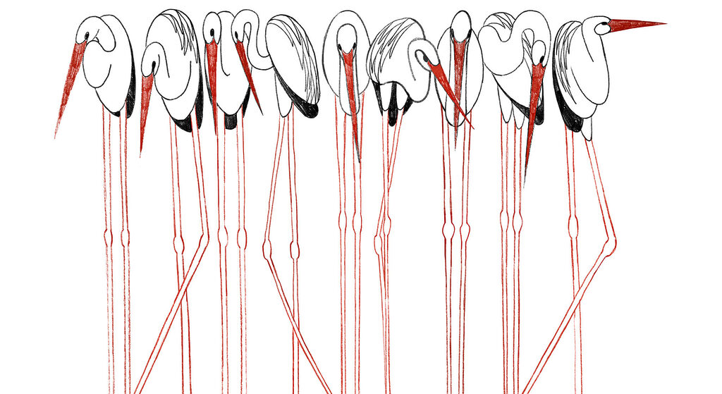 Vögel auf roten Stelzen — ganzes Design