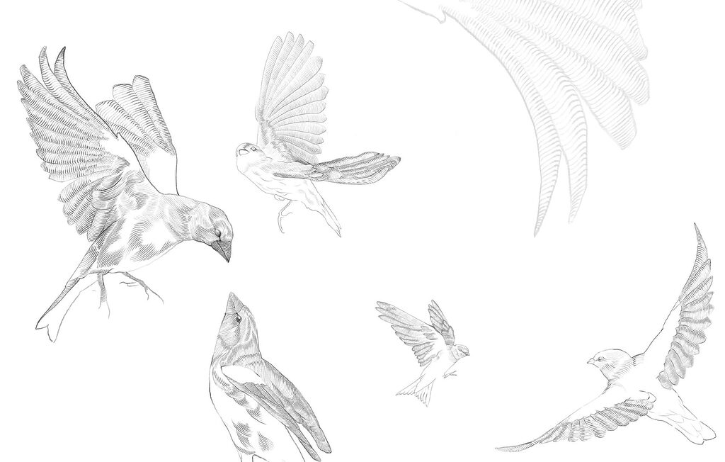Vögel im Aufwind — ganzes Design