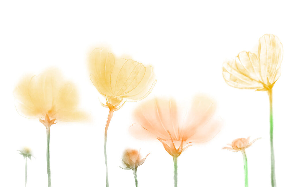 Blüten voller Licht — ganzes Design