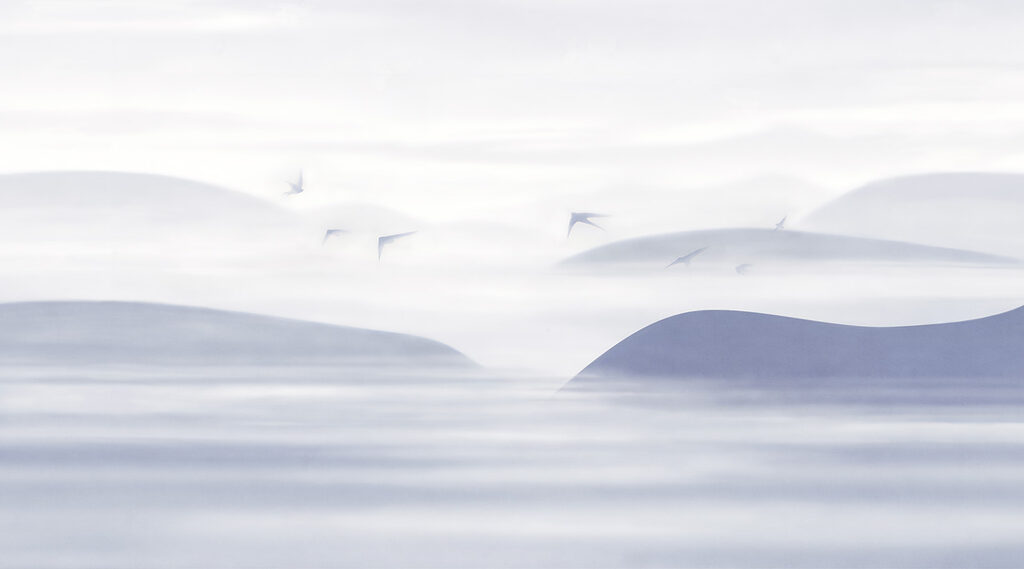 Vögel über stillen Dünen — ganzes Design