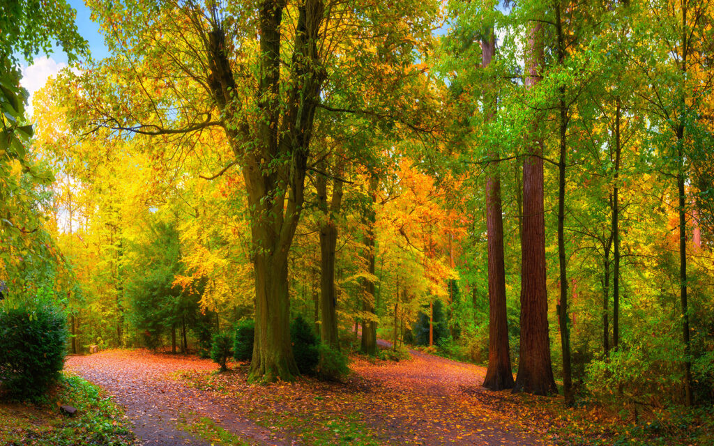 Wegbiegung im Herbstlicht — ganzes Design