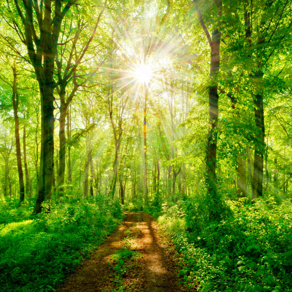 Sonnenlicht auf dem Waldweg — ganzes Design