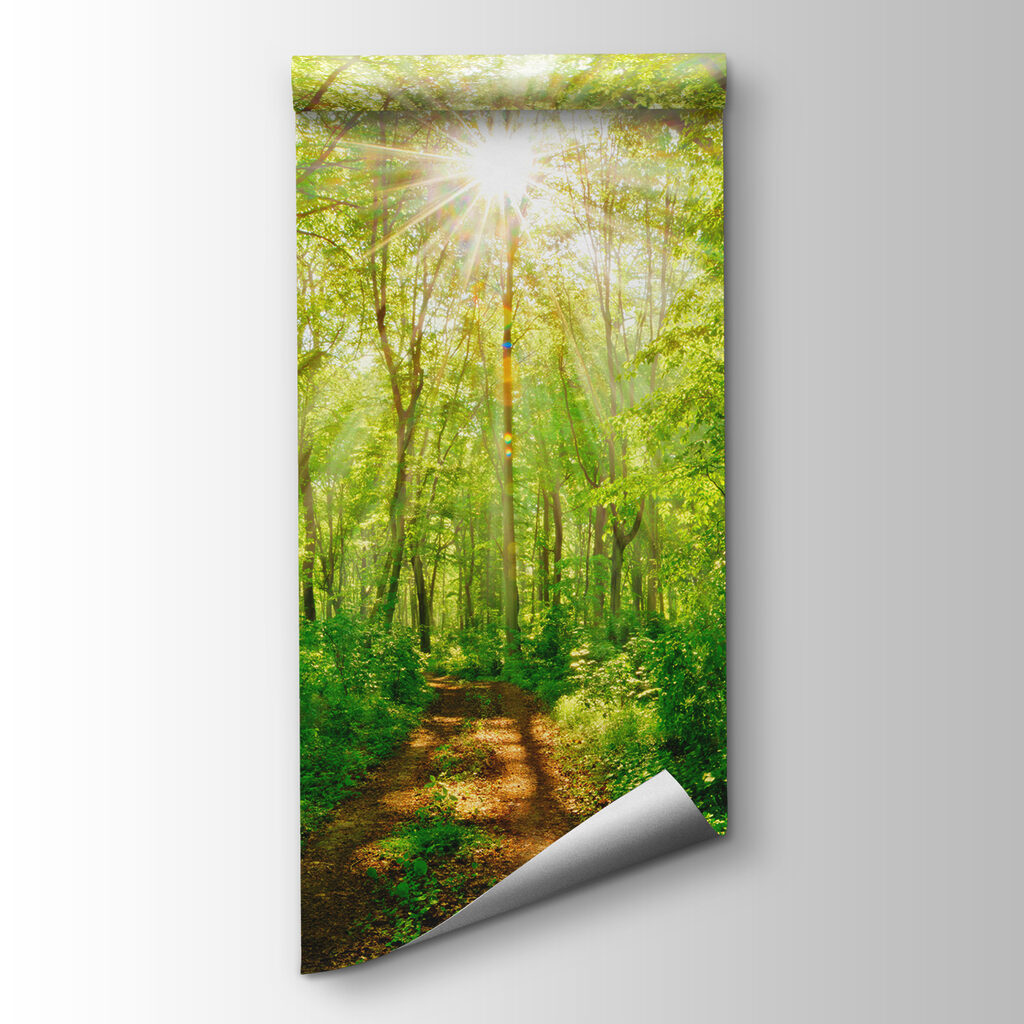 Sonnenlicht auf dem Waldweg — Produktansicht