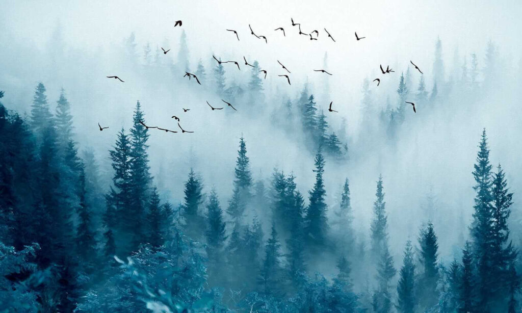 Vögel über dem Kiefernwald — ganzes Design