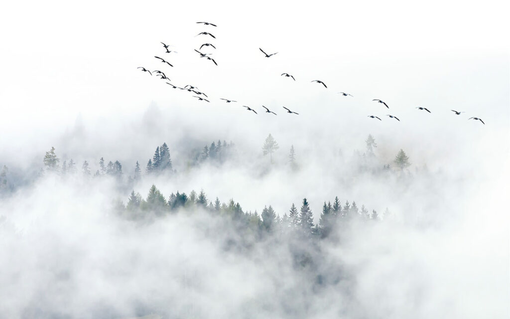 Vögel im Nebel — ganzes Design