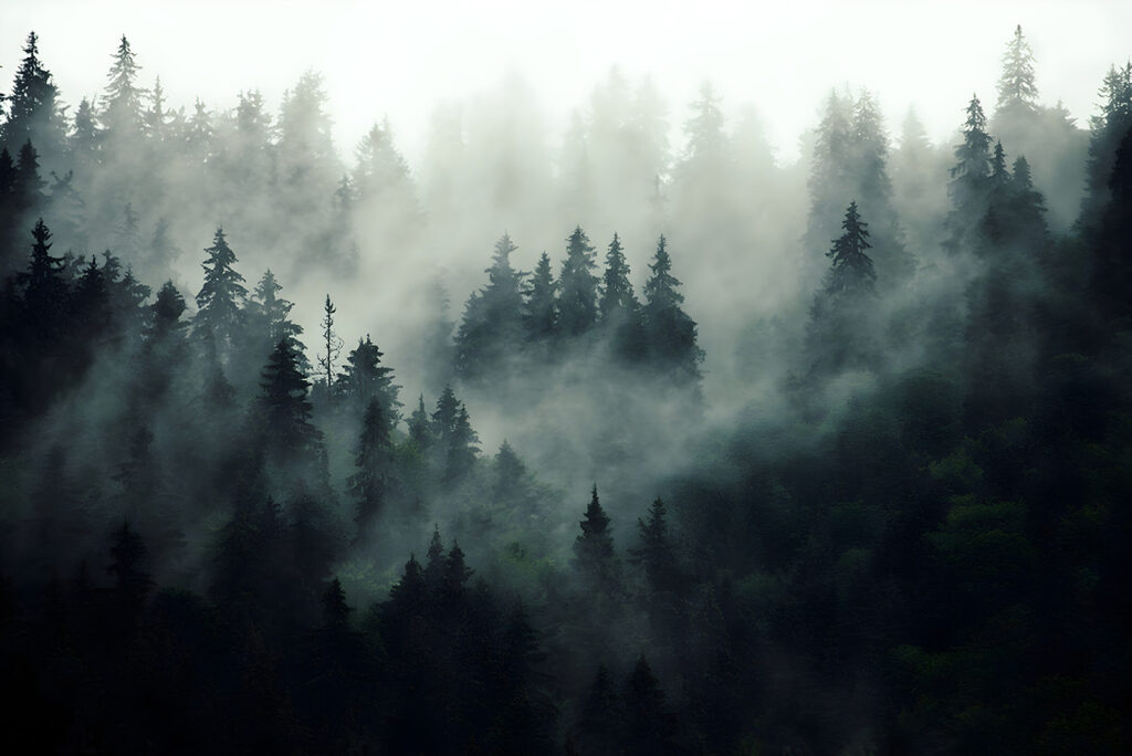 Nadelbäume im dunklen Nebel — ganzes Design