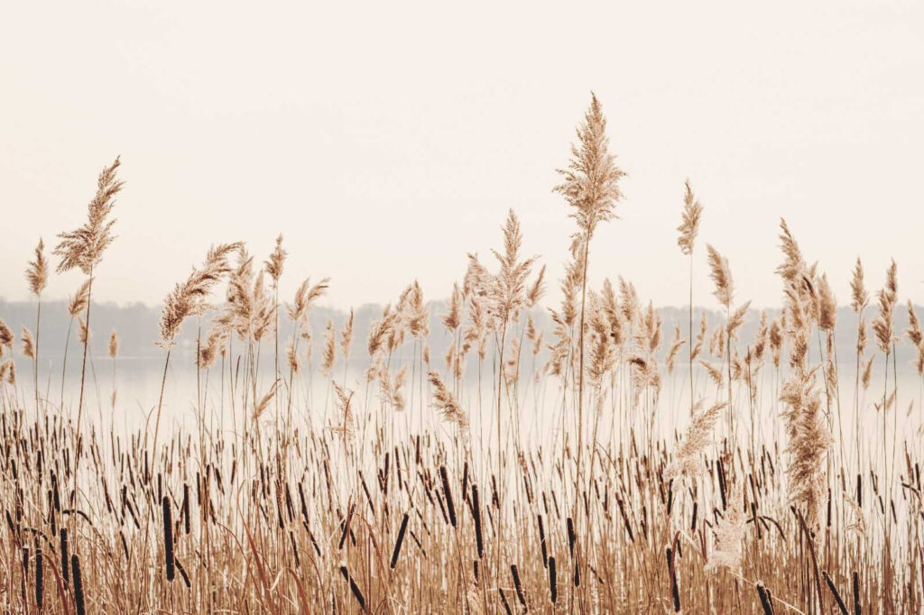 Schilf am See — ganzes Design
