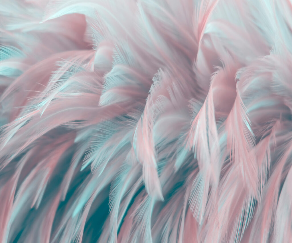Federn in Rosa-Türkis — ganzes Design