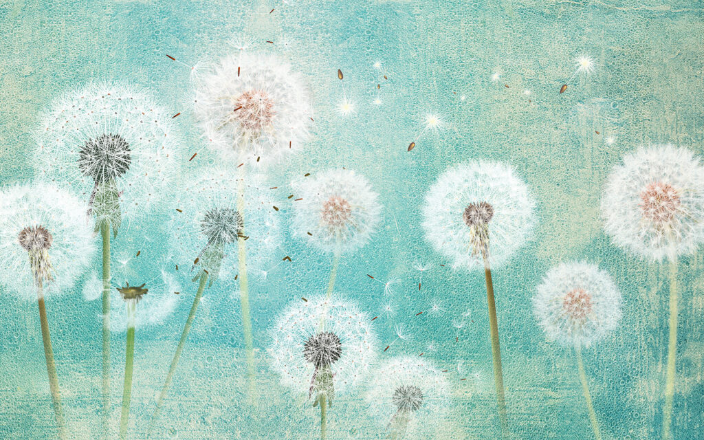 Pusteblumen vor Wassergrün — ganzes Design
