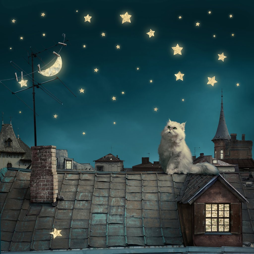 Katze unter Sternen — ganzes Design
