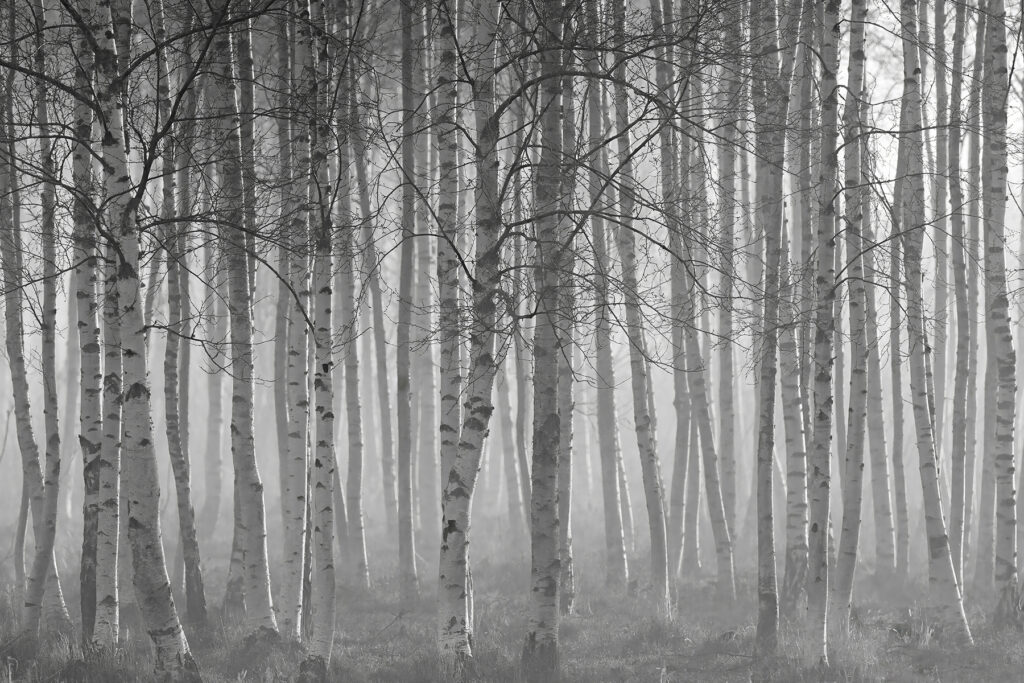 Kahle Bäume im Nebel — ganzes Design