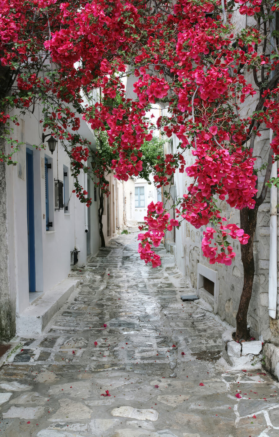 Gasse voller roter Blüten — ganzes Design