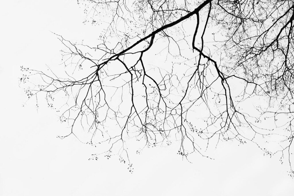 Kahle Äste vor Winterweiß — ganzes Design