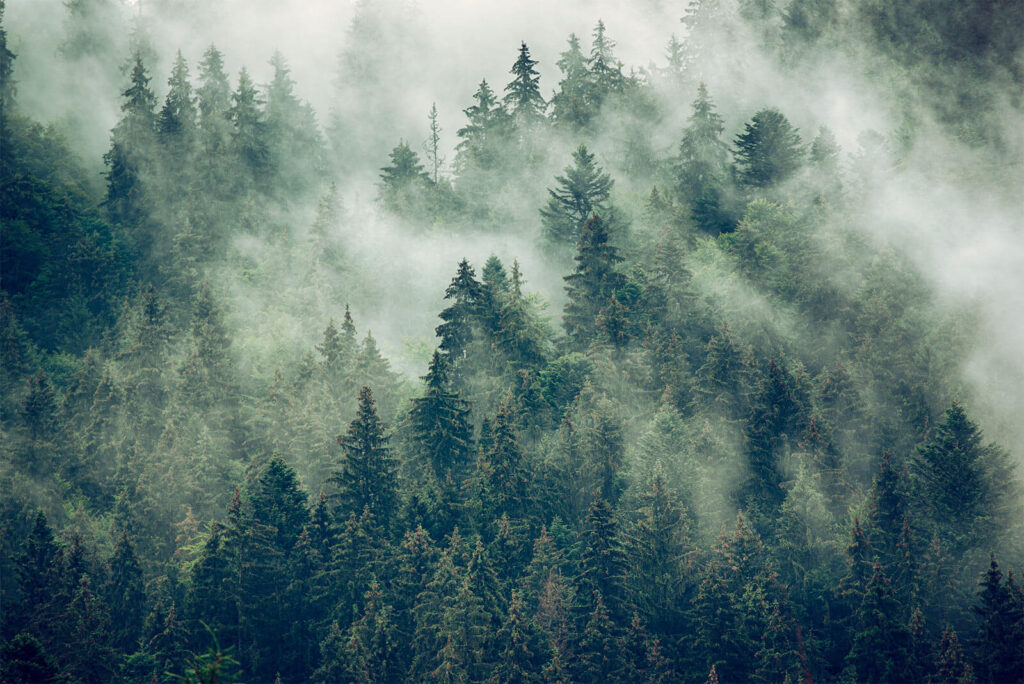 Wald im Nebel — ganzes Design