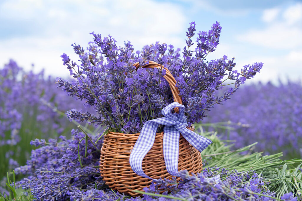 Korb voller Lavendel — ganzes Design
