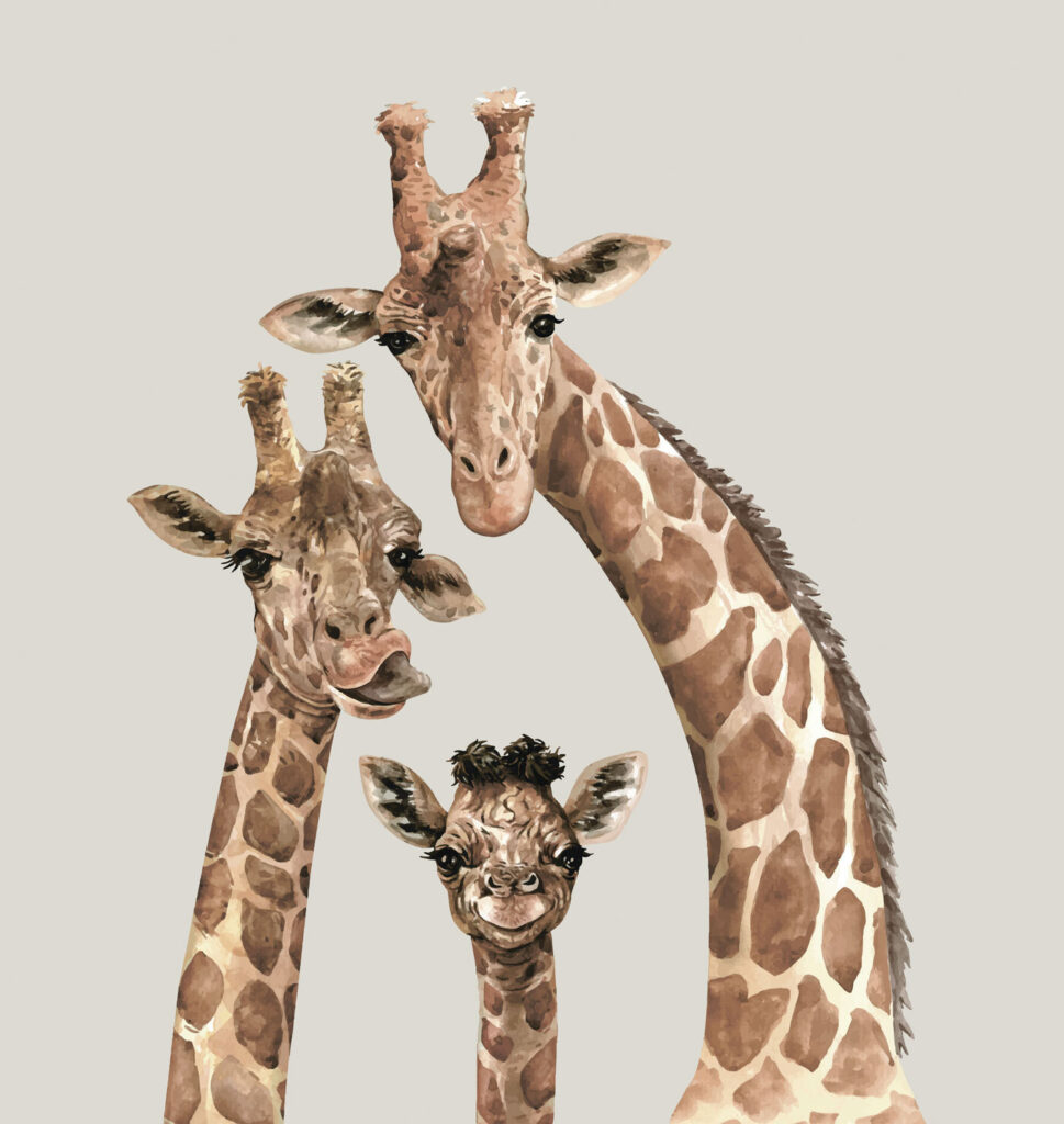 Drei neugierige Giraffen — ganzes Design