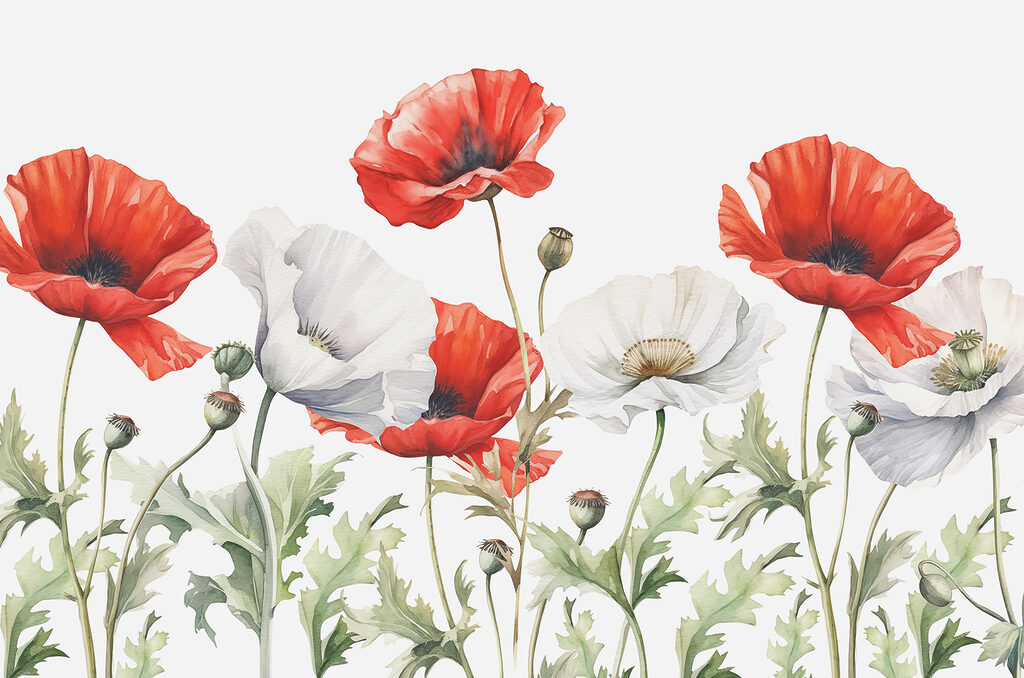 Rote und weiße Mohnblumen — ganzes Design